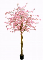 Japanse sierkersenboom 240cm (tijdelijk uitverkocht)